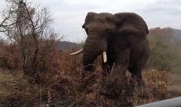 《大象》在线观看,揭秘动物王国中的智慧与情感